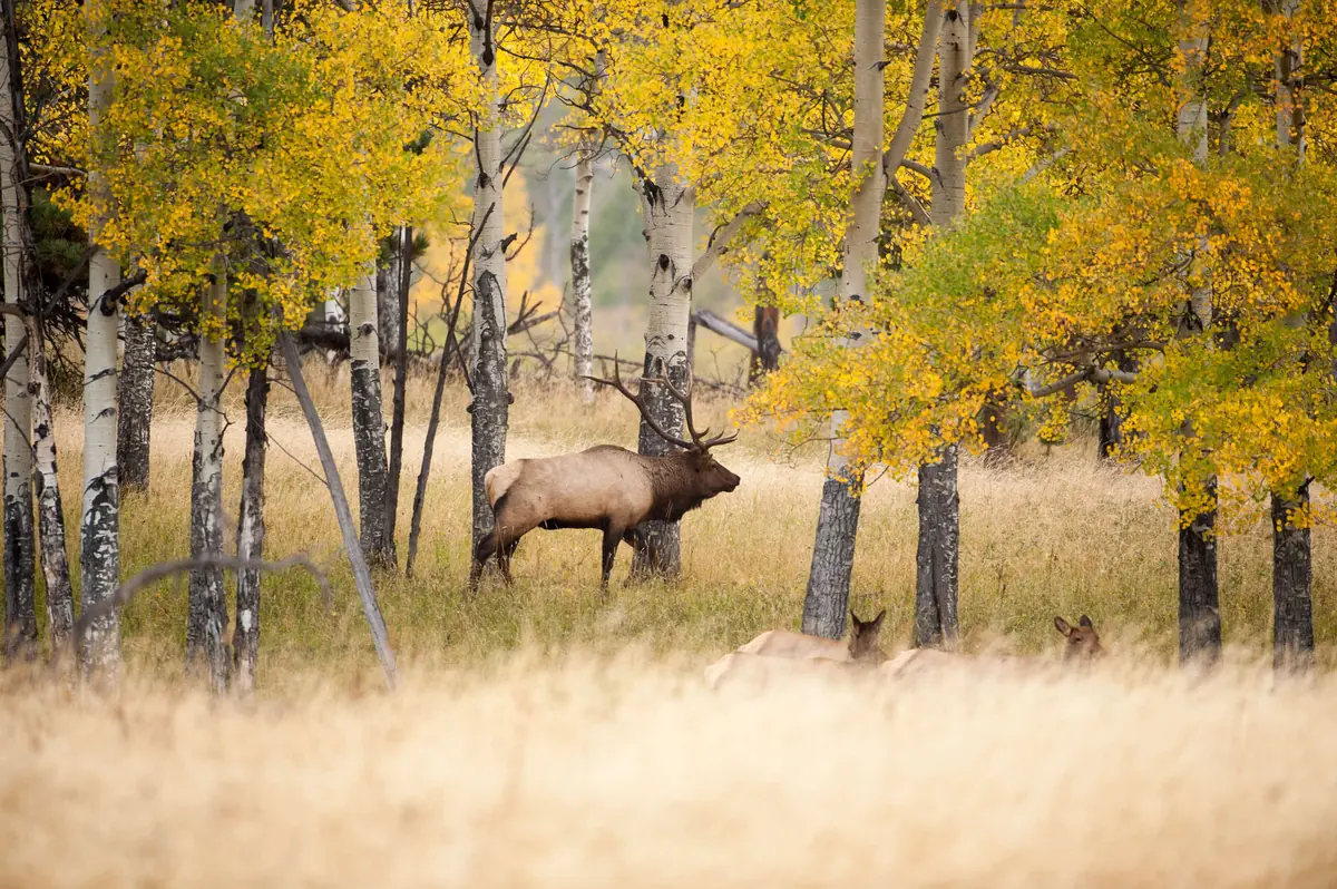 Elk standing among golden aspen trees