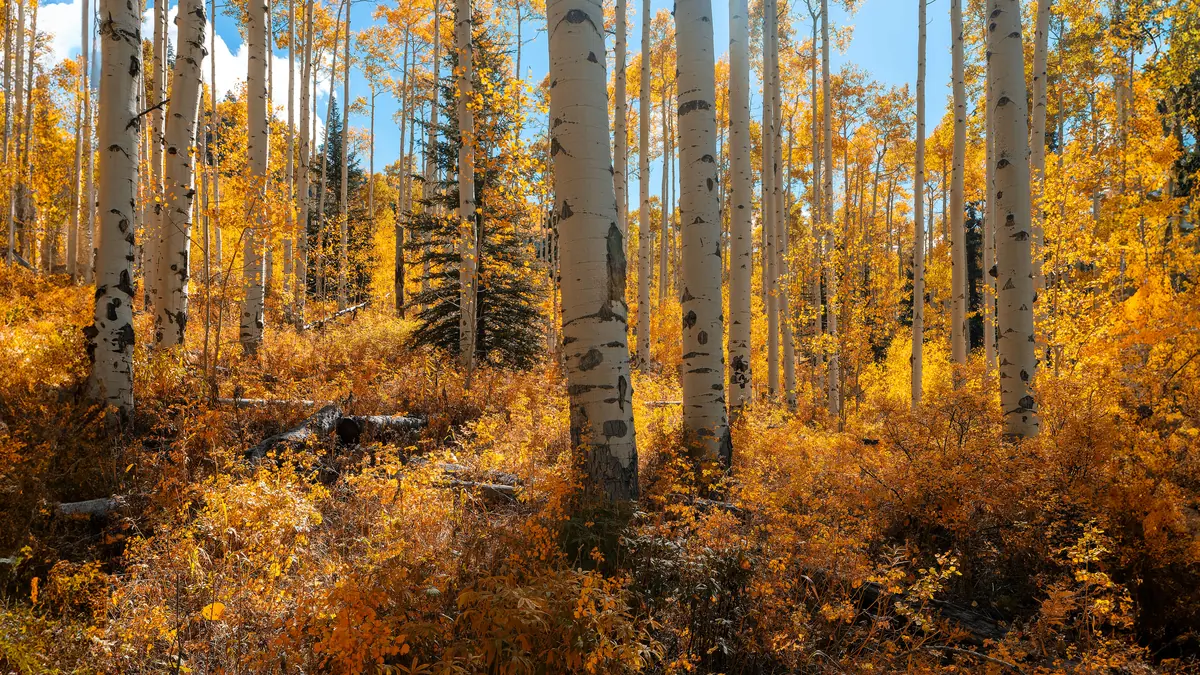 Sunlit autumn aspen forest Sunlit white aspen trunks in a golden autumn forest
