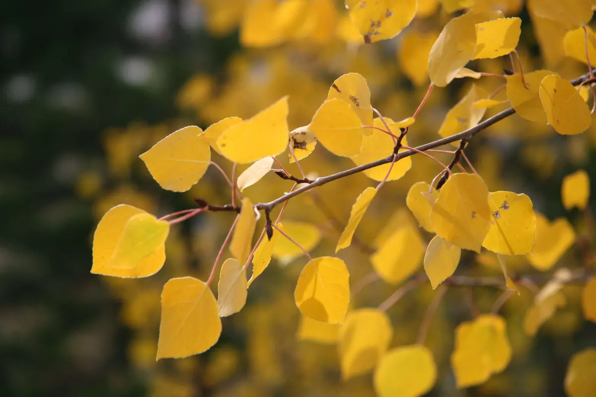 Golden aspen leaves Golden aspen leaves on a branch