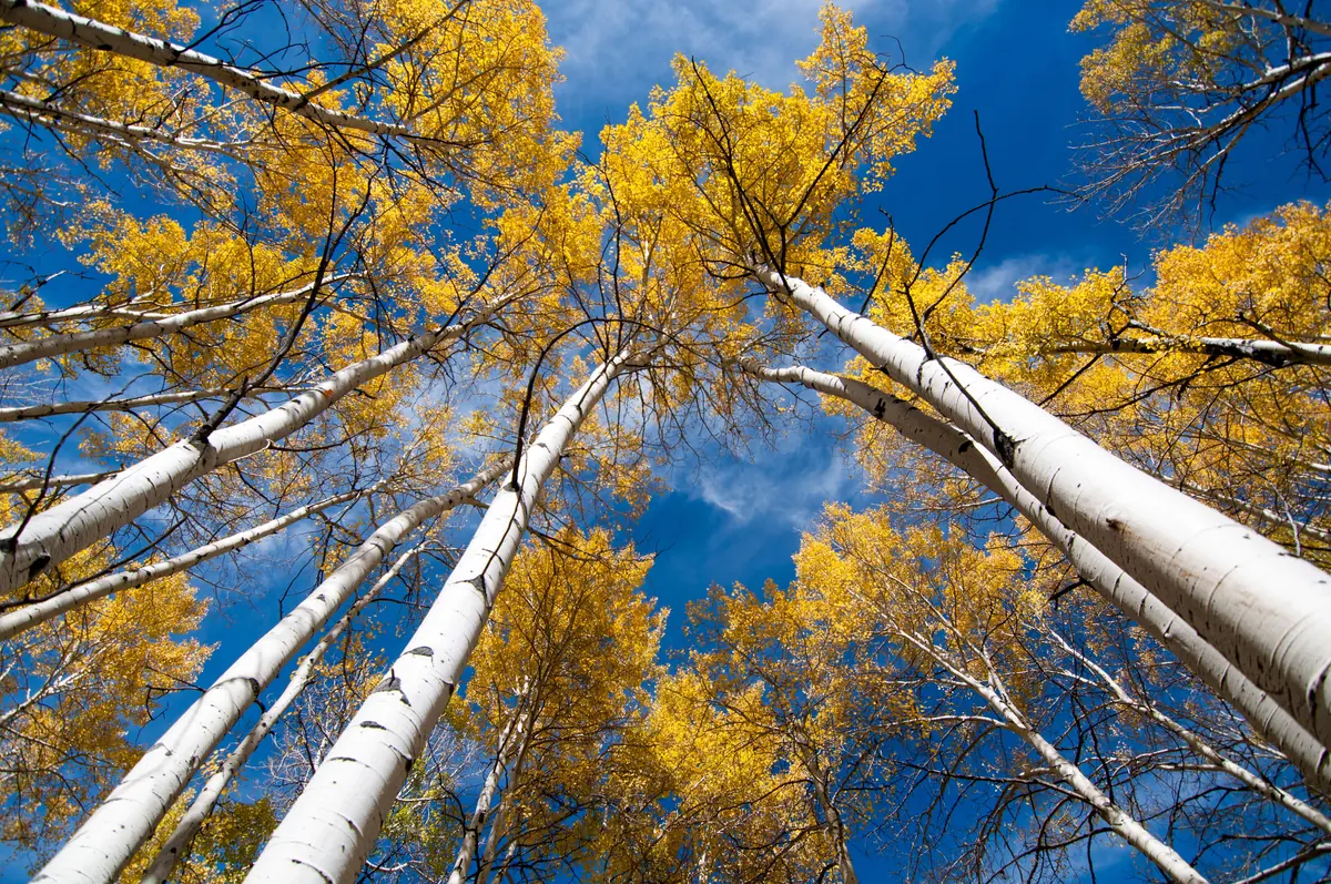 Autumn aspen canopy Golden aspen canopy and pale trunks against a blue sky