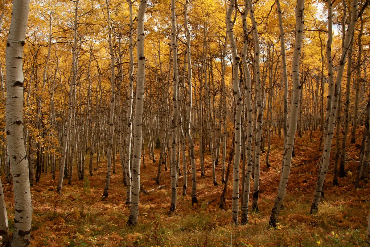 Autumn aspen grove A grove of tall aspen trees in autumn